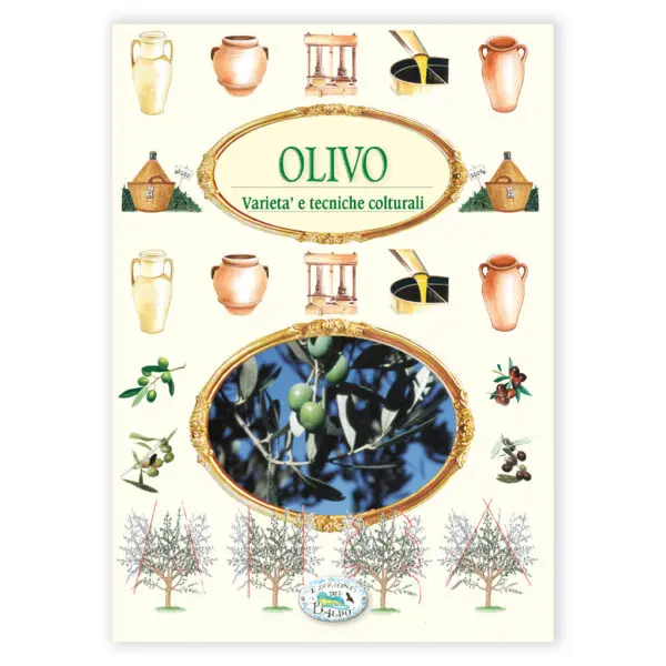 Olivo