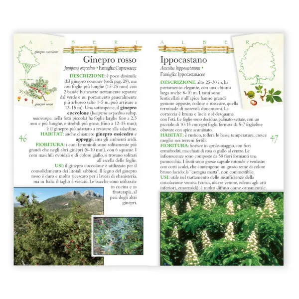 Guida fotografica Alberi delle nostre montagne - immagine 3