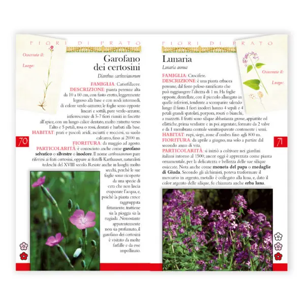 Guida fotografica Fiori di Prato - immagine 3