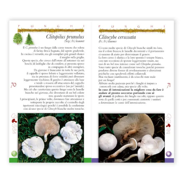 Funghi - immagine 2