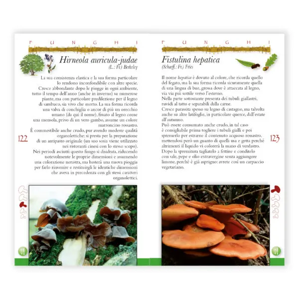 Funghi - immagine 3