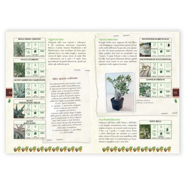 Cactus - immagine 2