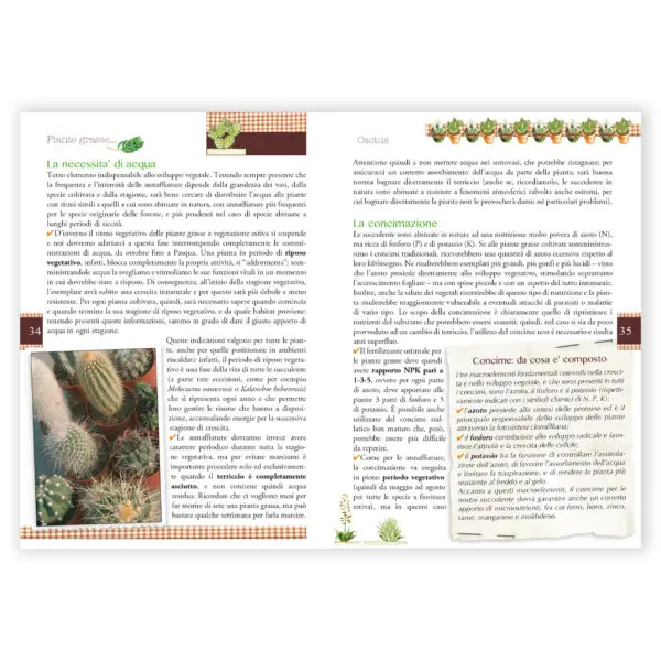 Cactus - immagine 3