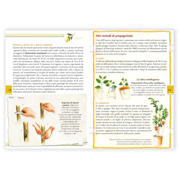 Limone - immagine 2