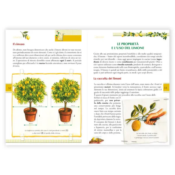 Limone - immagine 3
