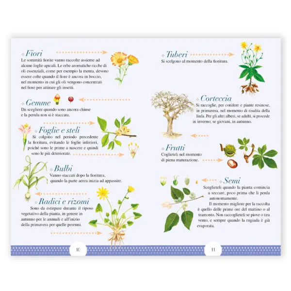 Rimedi secondo natura - immagine 2