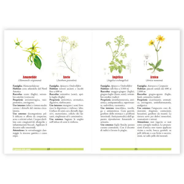 Tisane infusi - immagine 2