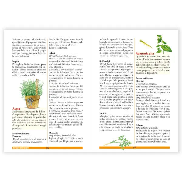 Tisane infusi - immagine 3