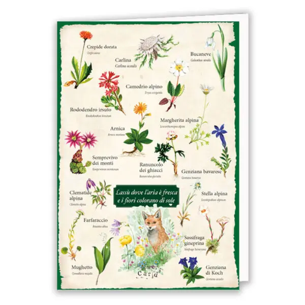 Flowercard Fiori di montagna - Lassù dove l'aria è fresca