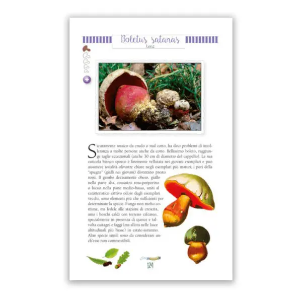 A cercar Funghi - immagine 2