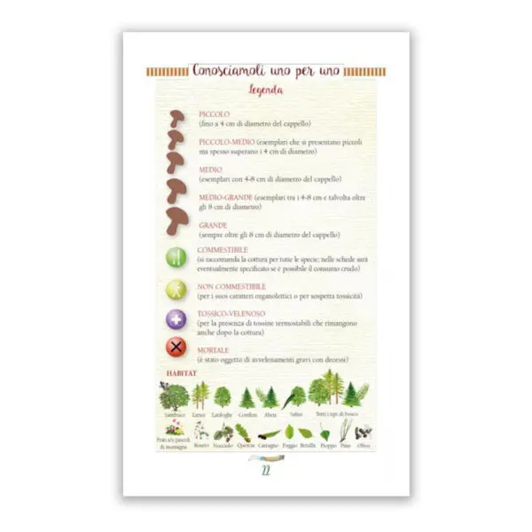 A cercar Funghi - immagine 3