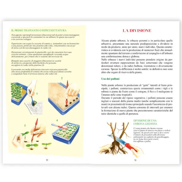Innesti e tecniche di riproduzione degli alberi da frutto - immagine 2