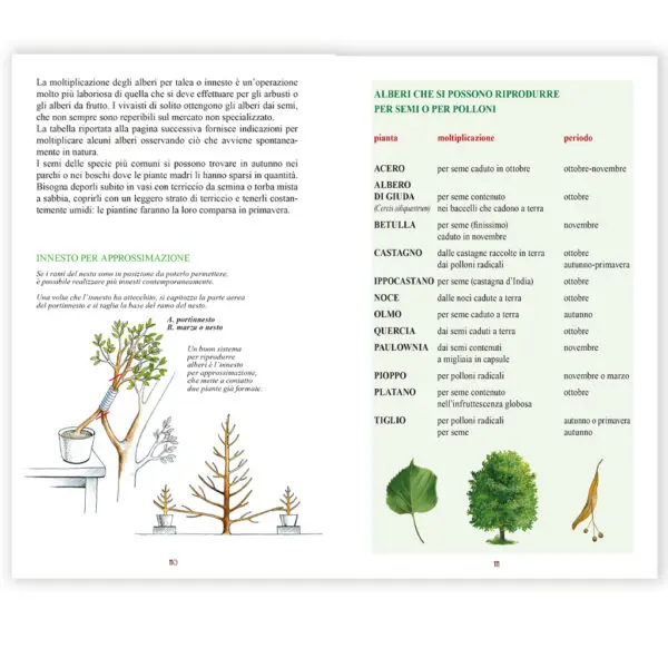 Innesti e tecniche di riproduzione degli alberi da frutto - immagine 3