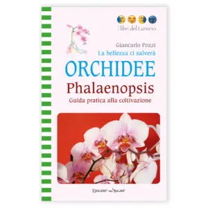 Orchidee Phalaenopsis