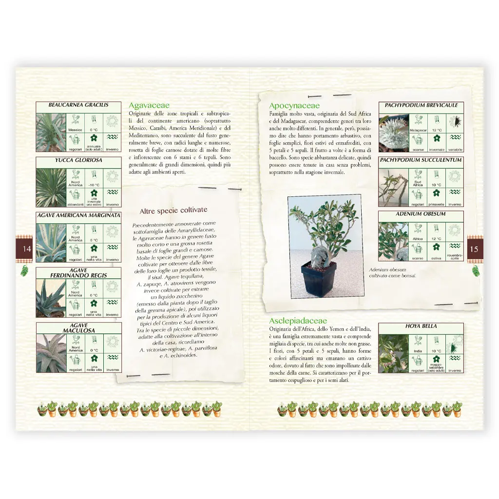 piante grasse Cactus - immagine 2