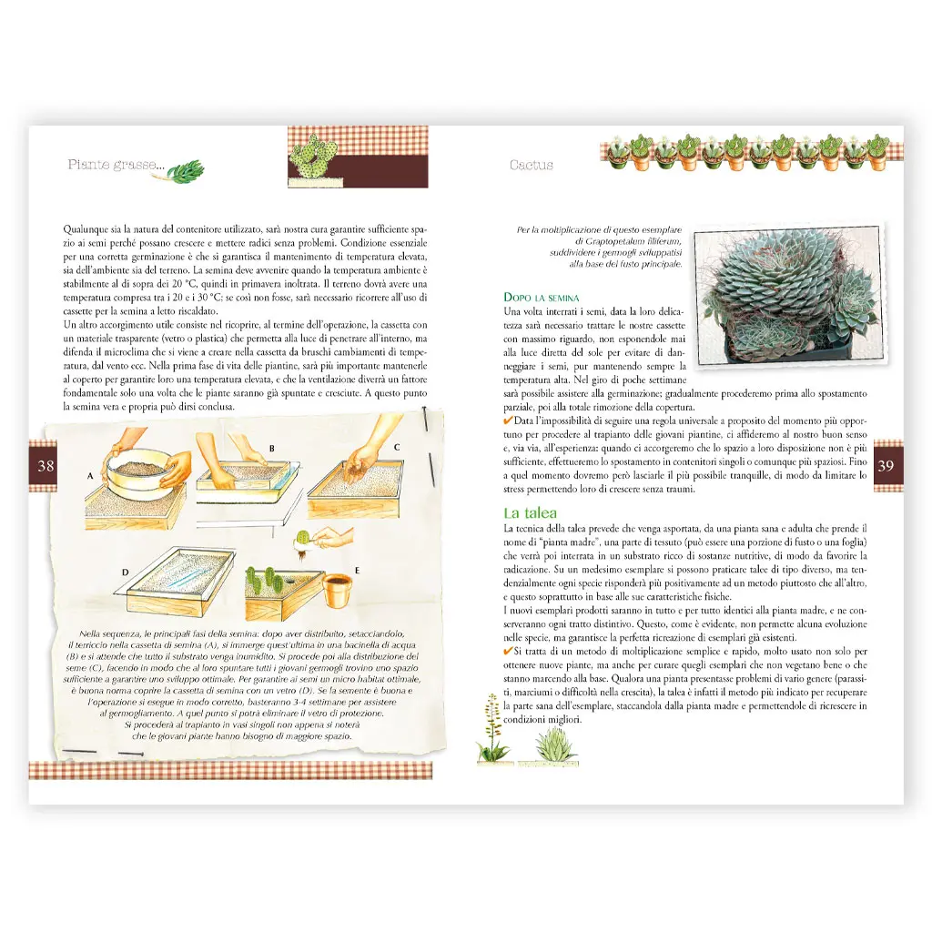 piante grasse Cactus - immagine 3