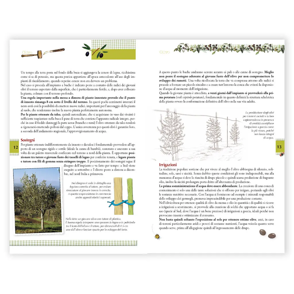 Olivo varietà e tecniche colturali - immagine 2