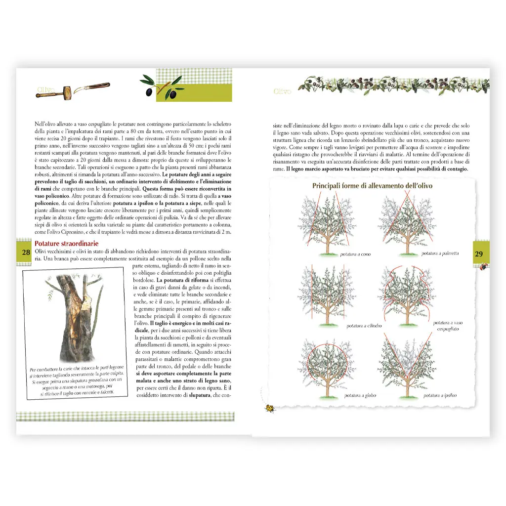 Olivo varietà e tecniche colturali - immagine 3