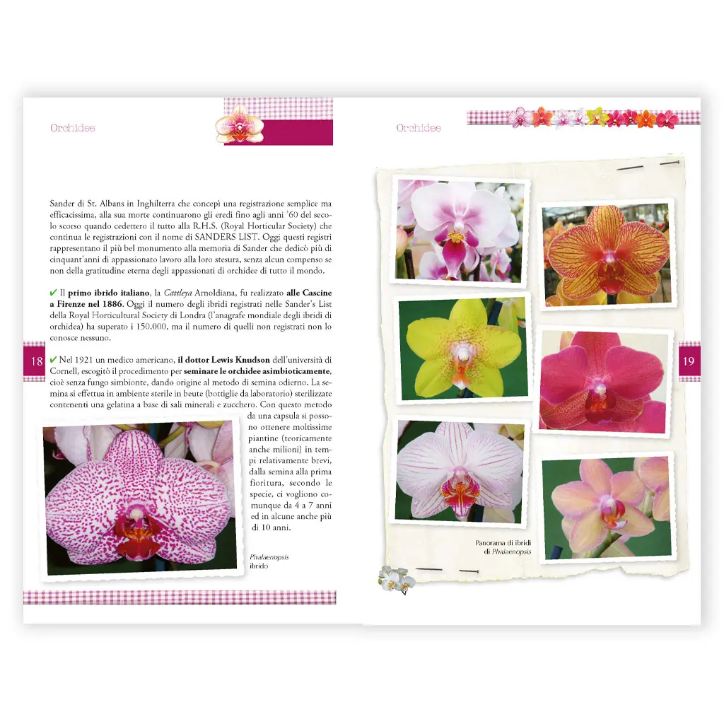 Orchidee Phalaenopsis - immagine 2