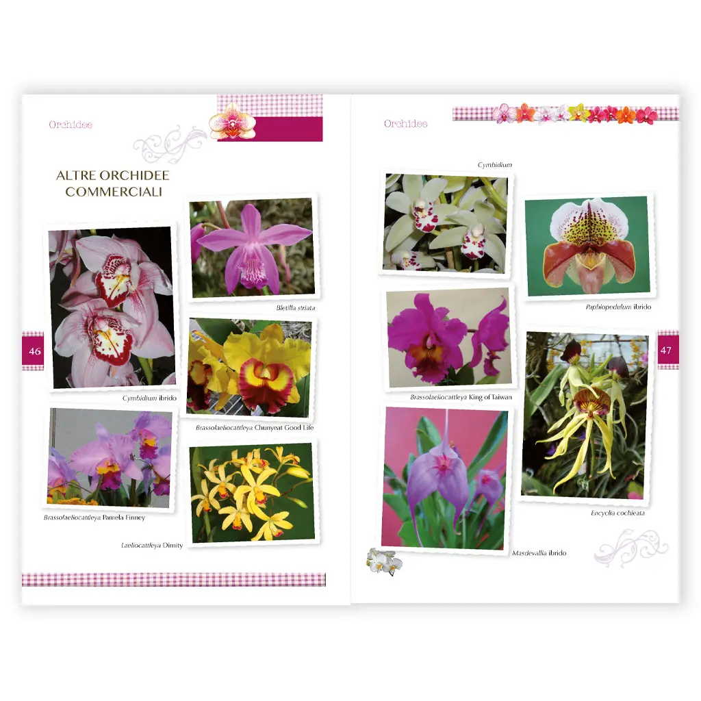 Orchidee Phalaenopsis - immagine 3