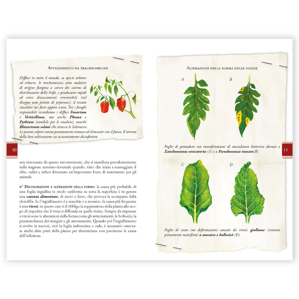 Curare l'Orto con i preparati per la difesa - immagine 2