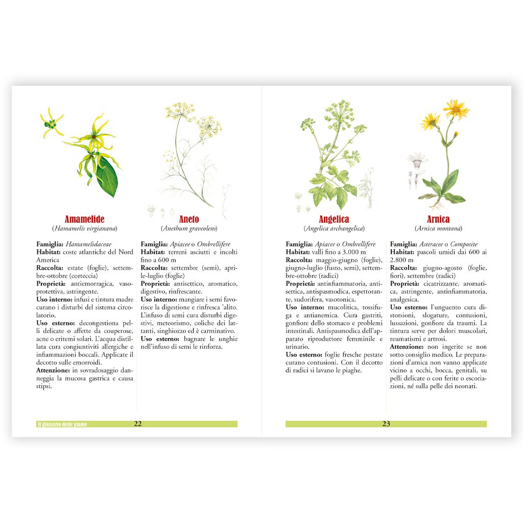 Tisane infusi - immagine 2