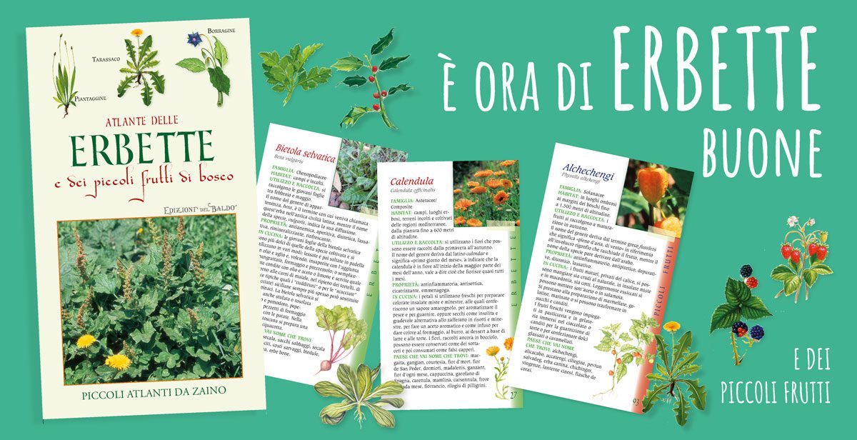 NOV25_BOX-GRA_ERBETTE